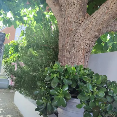 Yannis Casa de Campo *